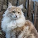 고양이숲 이미지