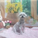 호이펫샵 이미지