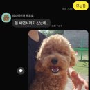 리틀파우스 이미지