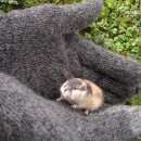 주토피아 이미지