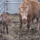 숫골농장 이미지