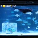 코엑스아쿠아리움 이미지