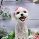 달콩이 이미지
