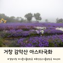 거창읍-23 | 거창 감악산 아스타국화축제, 꽃별여행 보라빛노을속으로