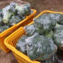 대붕농장 이미지