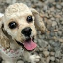 애견모델 이미지