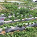 화촌농장 이미지