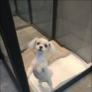 개똥이 애견샵 이미지
