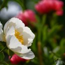 오샤와 모란 축제(Oshawa Peony Festival) 이미지