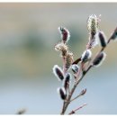 버들강아지 이미지