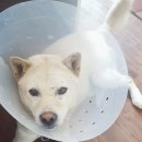 맥동물병원 이미지