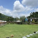 해피병풀 이미지