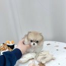 독스캣강아지고양이 | 수원고양이분양 진심으로 아이들을 대하는 독스캣 강아지입양 고양이분양 수원점
