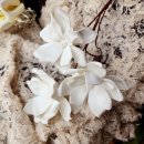 꽃필차례(토탈공예지도사) | 에바폼 목련 꽃 만들기와 캘리그라피 액자 만들기 수업 진행 했어요