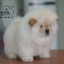 차우차우