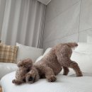 허그포레스트