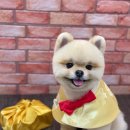 오올치 이미지
