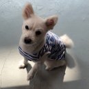 하꾸나마루다 이미지