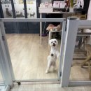 엔젤스 도그 이미지