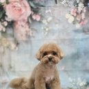 블랑드펫 이미지