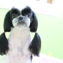 강실장펫살롱 이미지