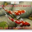 코이 - 용산구 이촌로 300 | 코이