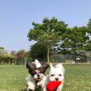 도그랜드 이미지