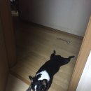 오마이독(oh my dog) 이미지