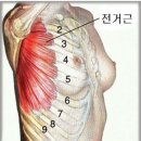 Re:골반과 견갑골(익상 견갑골 개선운동법) 이미지