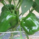 피망(piment)
