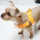 멍발머리 이미지