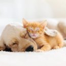 카카오 동물병원 이미지