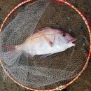 상사리(상) 이미지