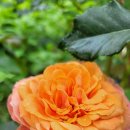 라빌라빌라 이미지