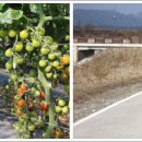 포전마을 이미지