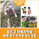 서리태피자 | 광진구 중랑천 자투리 텃밭 활동 후기 및 활용 요리