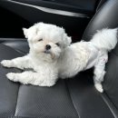 해피그래스 이미지