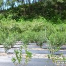 현주농장 2 이미지