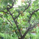 박이농장 이미지