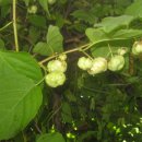 통풍 명약 개다래 충영 효능 ,, 이미지