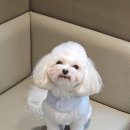 미용할개 | 부산 남천동애견미용 말티푸 얼굴컷 위생미용 후기