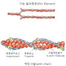 액틴 이미지