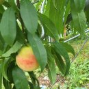 수진농장 이미지