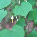 박쥐나무 Alangium platanifolium var. trilobum (Miq.) Ohwi 이미지