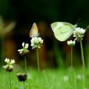 04-05-21(월).덕향의 아침산책.[우리말 바루기] 코로나가 퍼뜨린 외래어 이미지