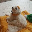 개좋은 유치원 이미지