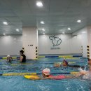 스윔 스타즈 이미지