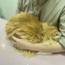 창원고양이미용 무냥무냥 | [신월동고양이미용] 무냥무냥 창원점 목욕 후기✨