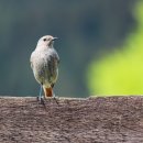 독도회센터 이미지