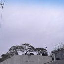 수석1통 마을회관 | 카페] 예쁜 정원이 있는 루프탑 대형 베이커리카페, 트리스톤커피 내돈내산 후기!(음성문화예술회관 인근)